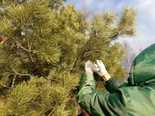 В Нижегородской области заготовят более 30 тонн шишек для восстановления лесов